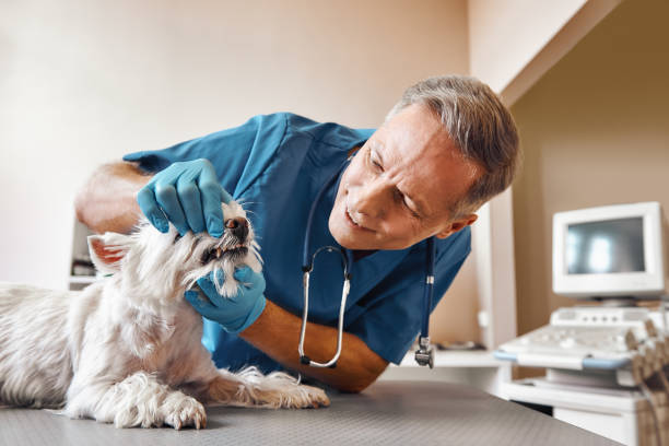 Best Pediatric Emergency Dentist in Bridgeport, TX